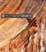 タヒボの内部樹皮の7mm